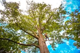 Best Tree Risk Assessment  in Bethel, OH