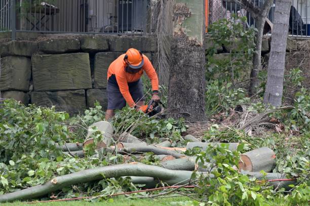 Best Storm Damage Tree Cleanup  in Bethel, OH